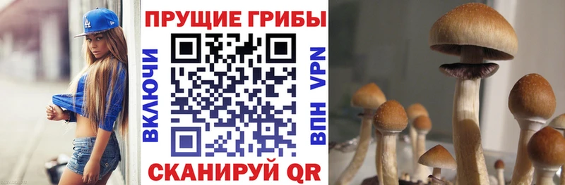 закладка  Алатырь  Псилоцибиновые грибы Psilocybine cubensis 